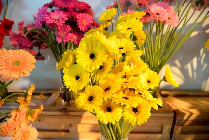 Crescimento significativo no emprego e renda na cadeia de flores e plantas ornamentais de 2017 a 2022