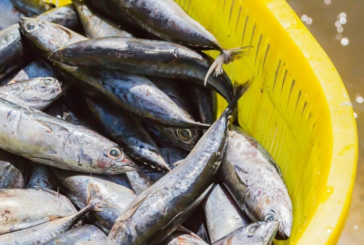 ABERTURA DE MARCADO: África do Sul abre mercado para pescados
