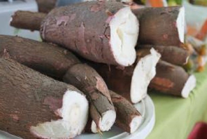 Preços da mandioca registram queda para níveis de 2021, indicando pressão no mercado