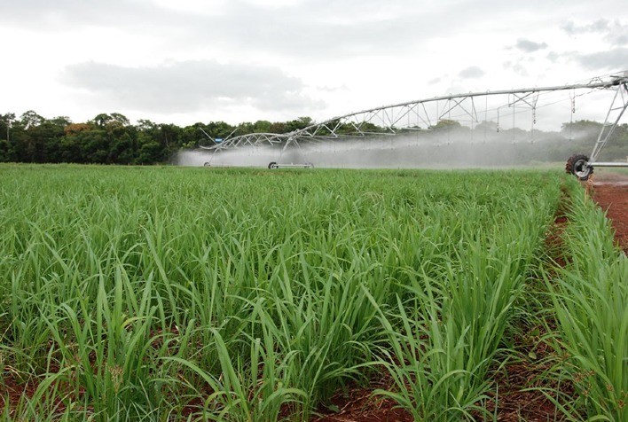 Arroz de terras altas sob irrigação no Cerrado pode complementar abastecimento no País