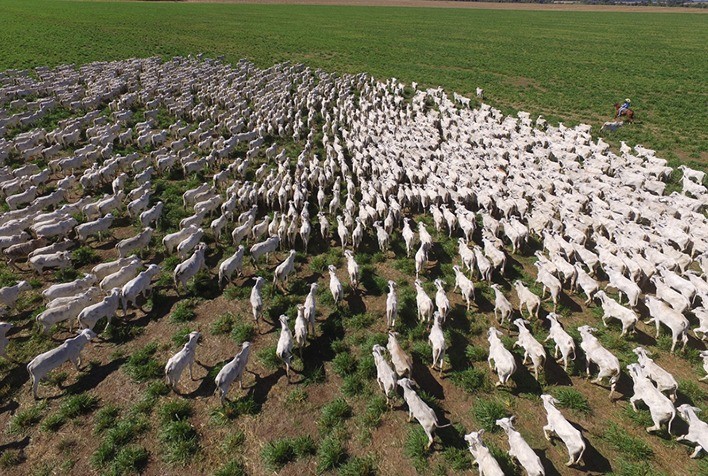 Mato Grosso possui 34,1 milhões de cabeças de gado