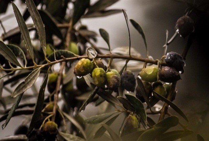 Desafios climáticos preveem quebra na safra de oliveira na região sul