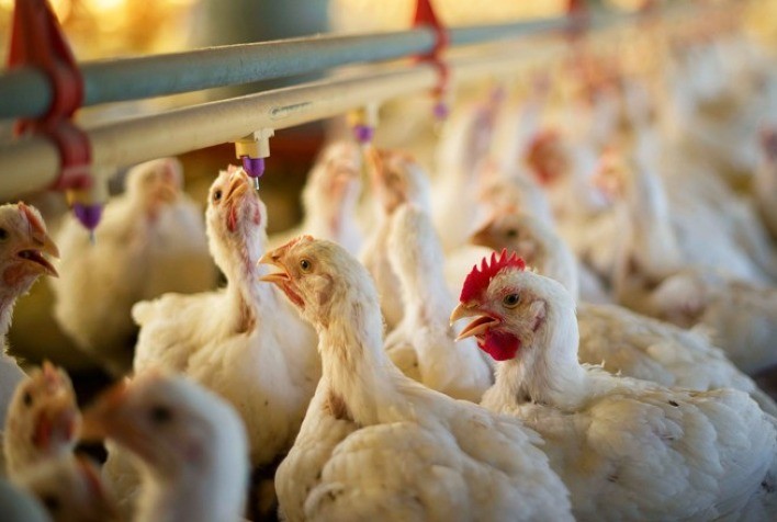 Margens Fortalecidas na Avicultura: Frango Firme e Custos em Queda
