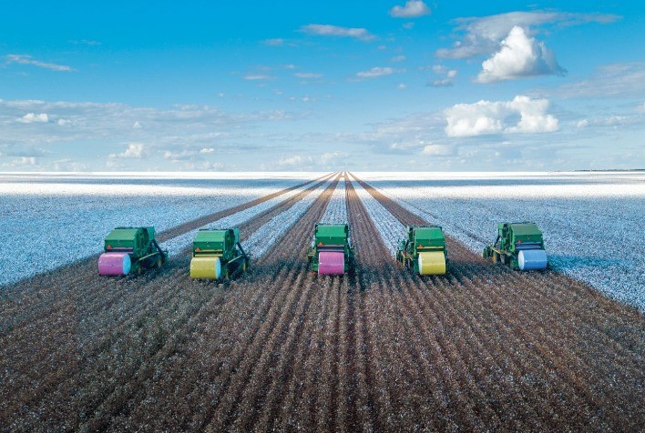 Ascensão Contínua: Algodão Registra Terceira Valorização Consecutiva, Analisa Consultoria Agro do Itaú BBA