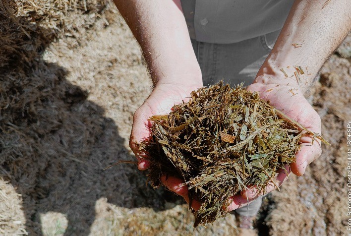 É hora de pensar em estratégias de alimentação do rebanho no inverno