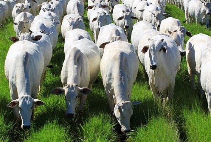 Temporada Reprodutiva Adiantada no RS Impacta Mercado de Boi e Vaca para Abate