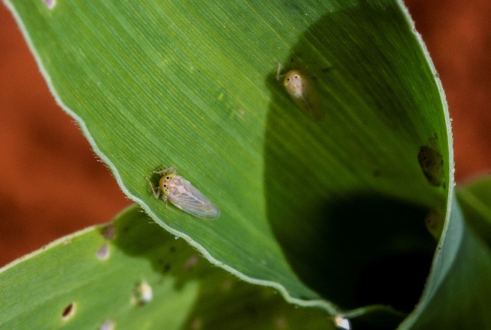 AGRO: Cocari alerta produtores para os riscos da cigarrinha-do-milho