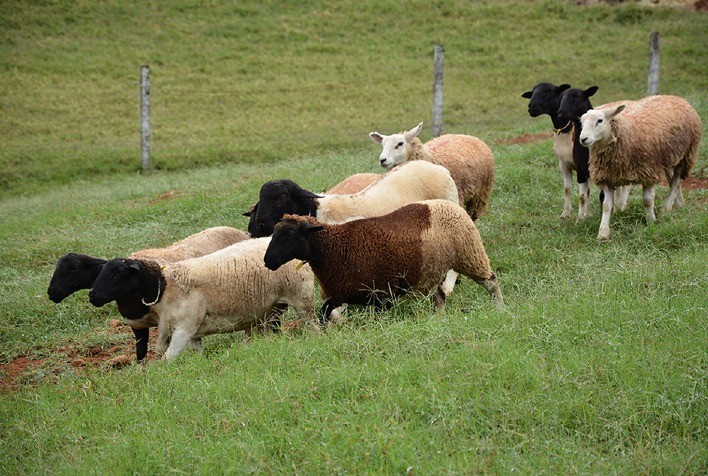 Sistema Faemg Senar lançada campanha para fomentar popularidade das cadeias de ovinos e caprinos