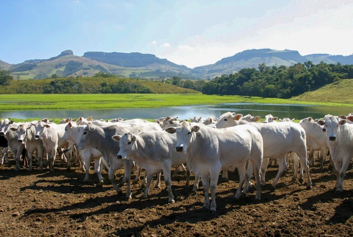 Abertura de mercado em El Salvador para exportação de gelatina e colágeno