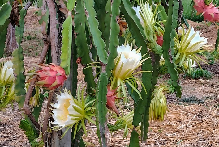Assistido pela Emater, produtor aposta na produção de pitayas em Serranópolis