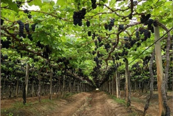 O sucesso das exportações de frutas irrigadas no ano de 2023