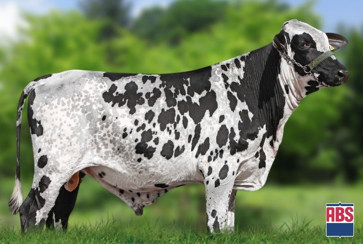 Touro Girolando 5/8 com melhor GPTA Leite do mundo tem mais de 2.500 doses de sêmen reservadas antes do lançamento das vendas