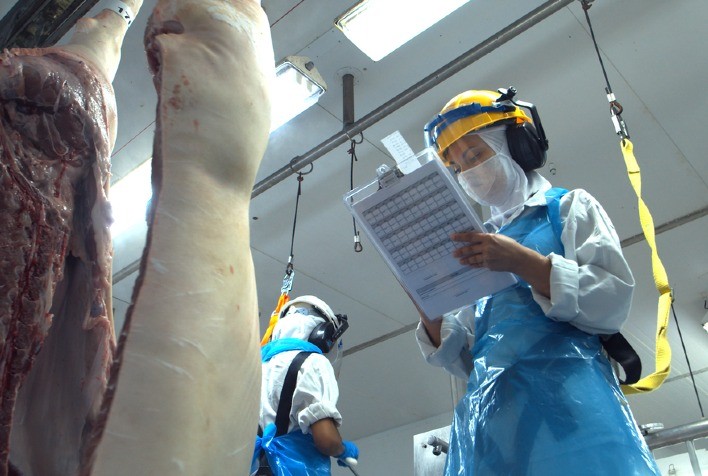 Exportações de carne suína acumulam alta de 17,6% neste ano