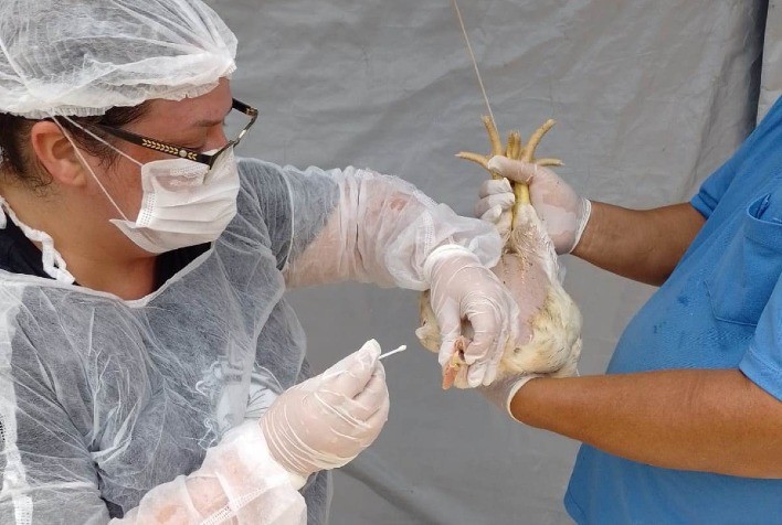 Goiás realiza mapeamento sanitário de aves para manter status livre de Influenza Aviária e doença de Newcastle