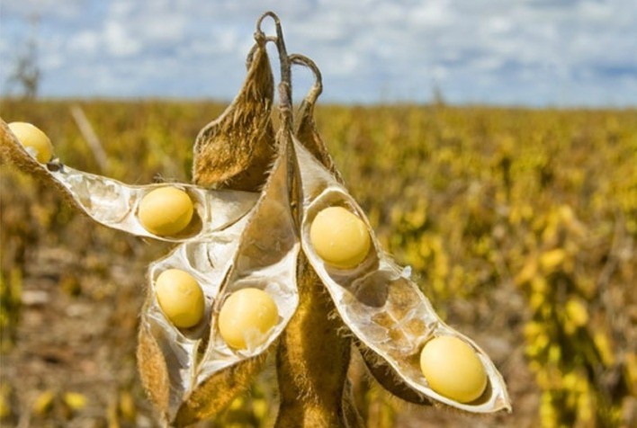 Show Safra e Farm Show na próxima semana no MT