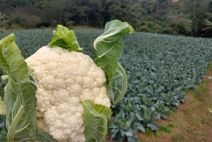 Planejamento do cultivo de couve-flor permite melhores resultados para os negócios do agricultor