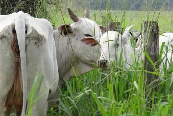 Contribuindo para o bem-estar animal, desmama lado a lado impulsiona resultados financeiros das fazendas de cria