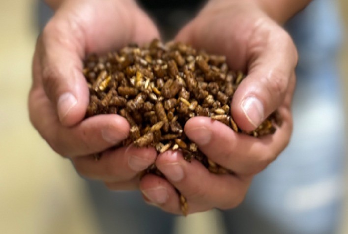 Ração pode desencadear pré-diabetes dos equinos, afirmam especialistas