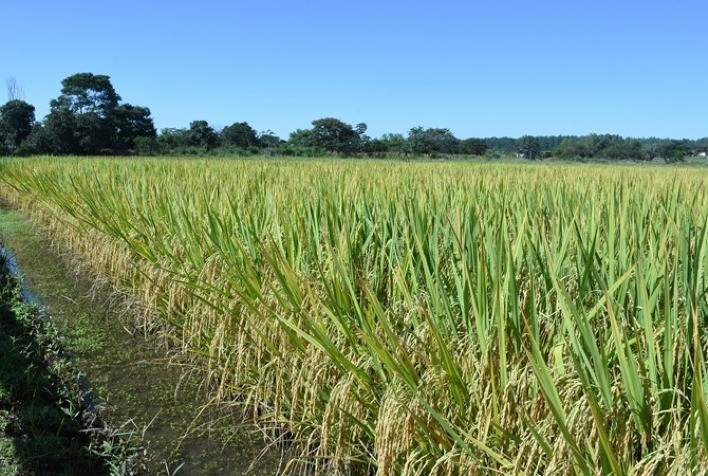 Expansão Notável: Área Cultivada com Arroz Aumenta para Safra 2023/2024