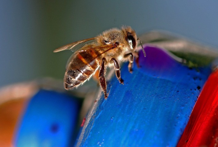 Abelhas como bioinsumos para cultivos agrícolas