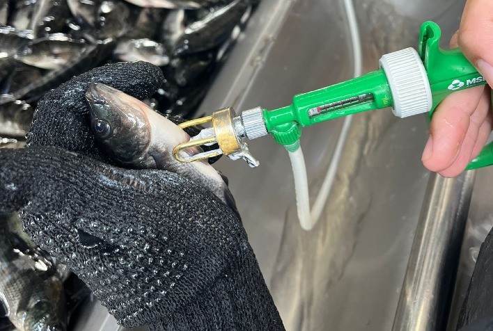 Estações mais quentes requerem atenção com o manejo do Streptococcus agalactiae em cultivos de Tilápia