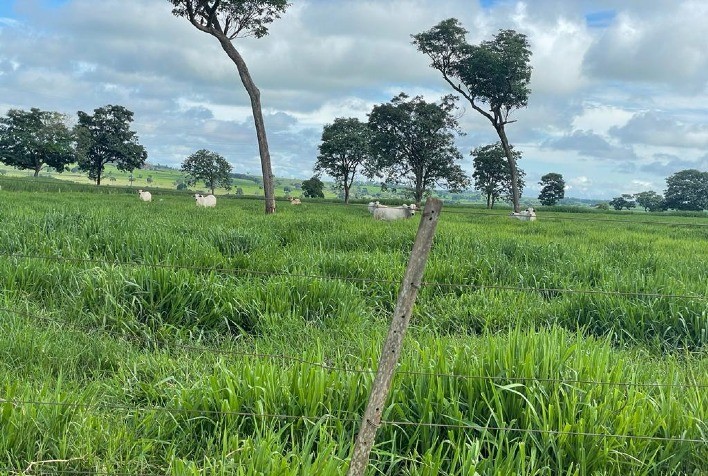 Pasto com genética superior gera ganho de peso 25% acima da média em rebanho nelore