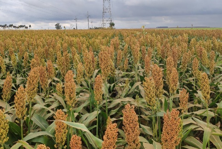 Sorgo se destaca como alternativa viável na produção de etanol