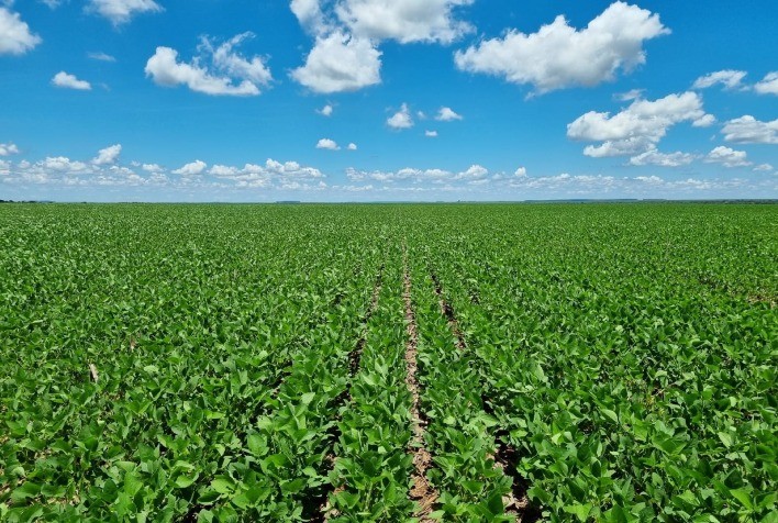 Cenário atual da safra de soja reforça a necessidade de planejamento da lavoura