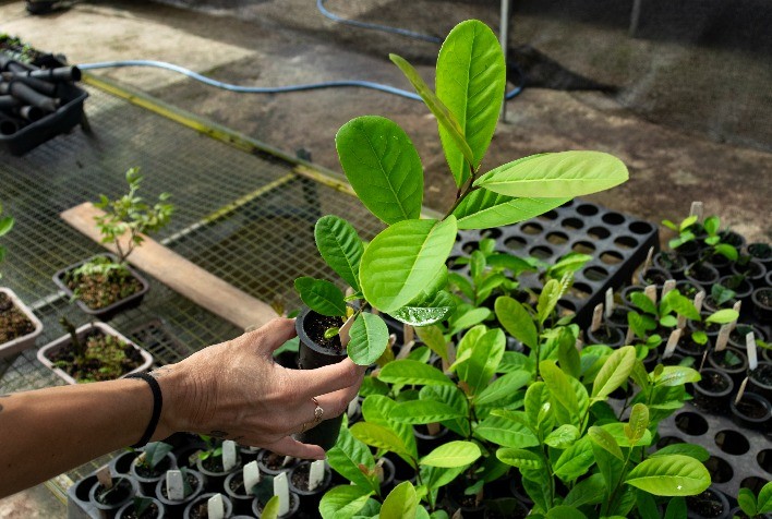 Com técnica pioneira, UFSM inova na pesquisa de clones de erva-mate