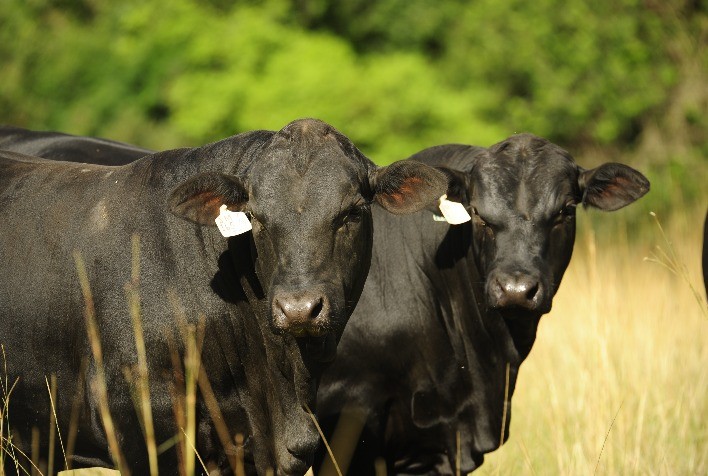 Brangus abre vendas em novos estados e cresce em tradicionais mercados