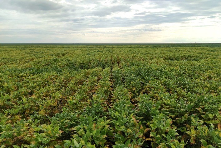 Ativando resistência de plantas a pragas