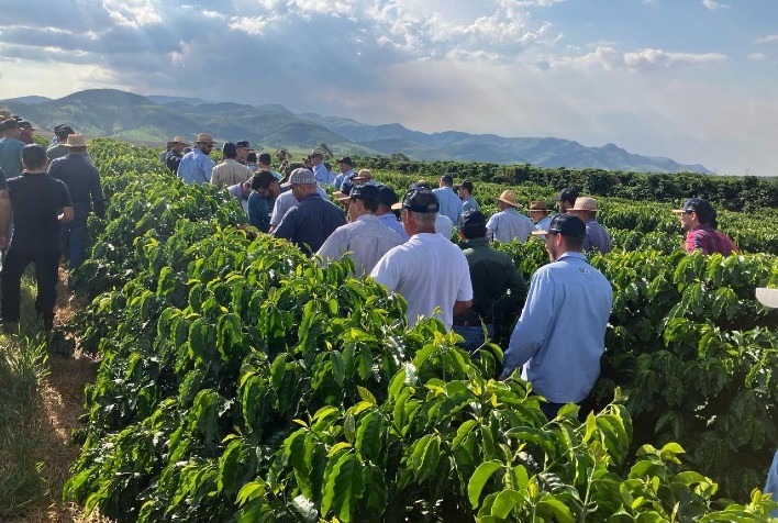 Epamig e Embrapa Café apresentam primeiros resultados do projeto que avalia desempenho de novas cultivares de café para Minas