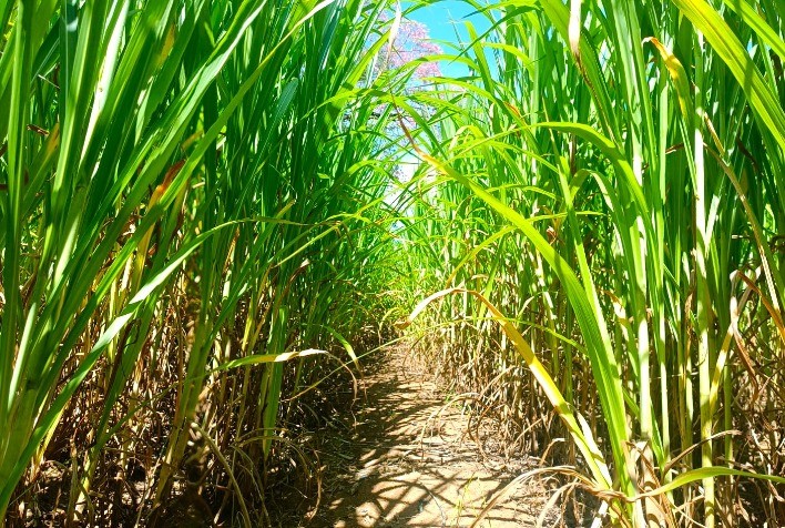 Cultivar de capim-elefante é opção de forragem para bovinos durante período de seca, orientam pesquisadores da Epamig