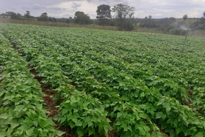 Crescimento Notável na Produção de Feijão na 1ª Safra no Rio Grande do Sul