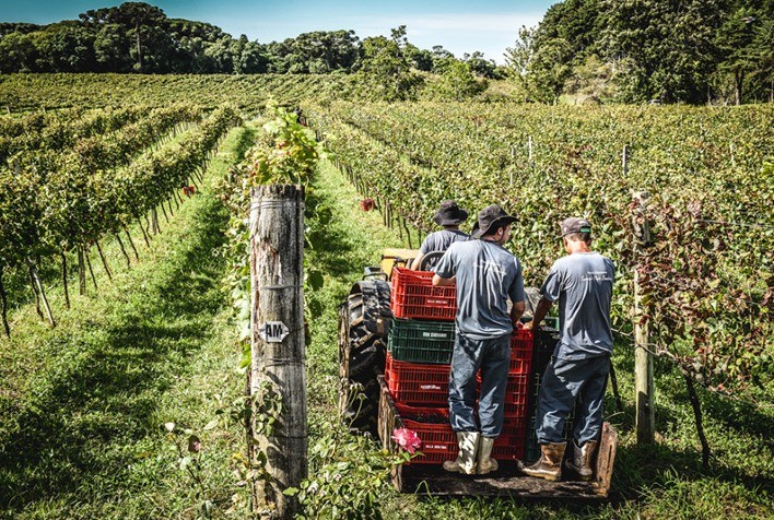 Desafios e Destaques na Colheita de Uvas no Rio Grande do Sul