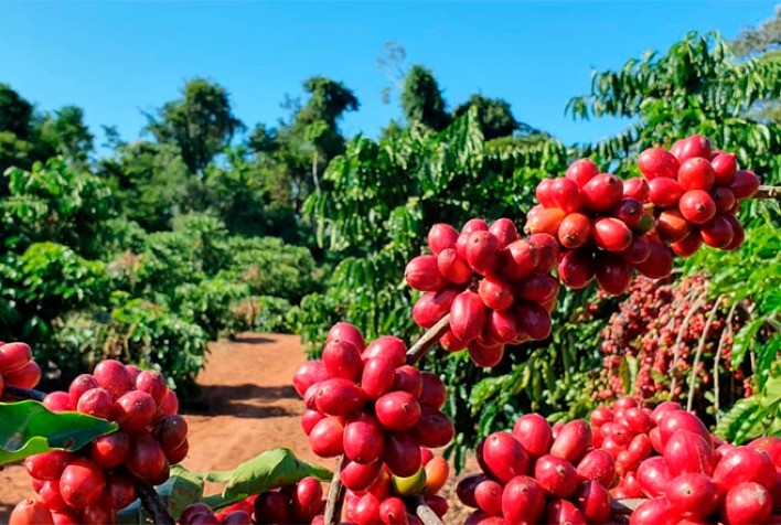 Preços do café voltam a disparar para arábica e robusta nas Bolsas