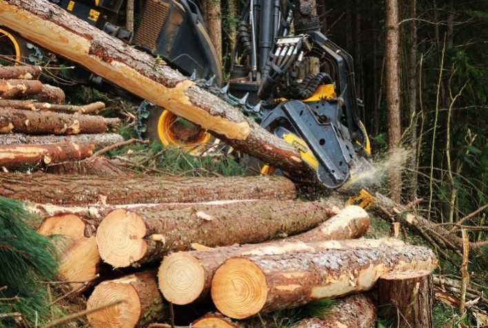 Mercado florestal busca maior produtividade em meio a aumento nos investimentos