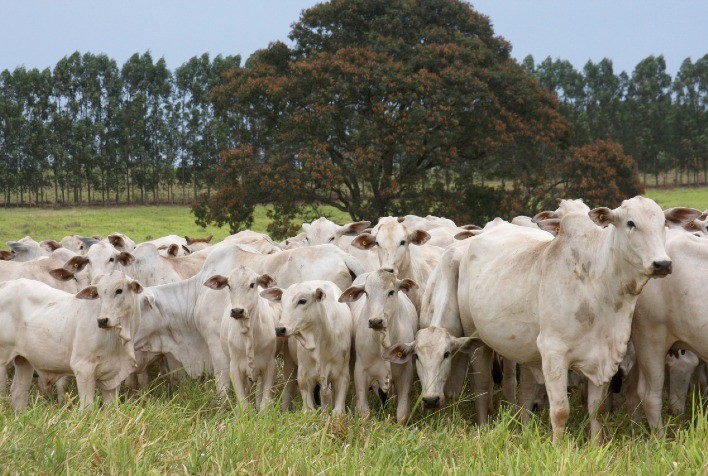 Raiva bovina: saiba como evitar a contaminação do rebanho