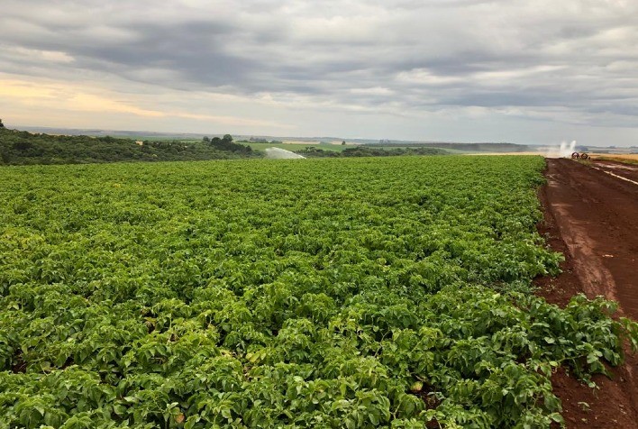 Fungicida mostra eficácia e sinergia com outros ativos no controle de requeima na bataticultura