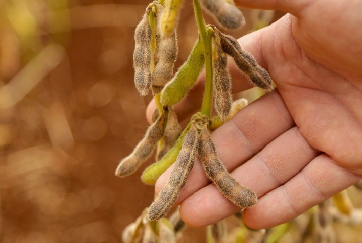 Sementes NK, Golden Harvest e Nidera Sementes apresentam lançamentos no Show Safra