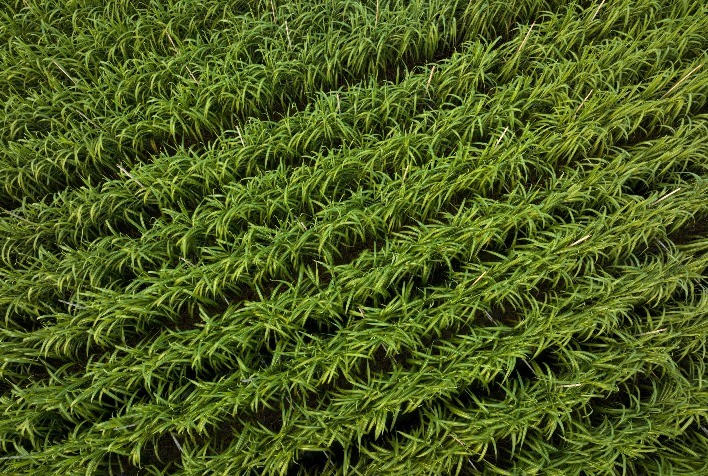 Conjunto agrícola torna preciso a aplicação de fertilizantes no canavial