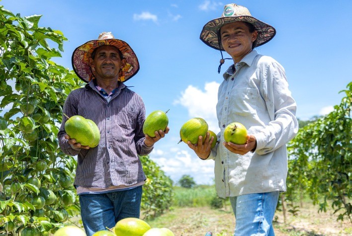 Agricultores de Goiás adotam kits de irrigação e devem colher mais de 25 toneladas de frutas por hectare
