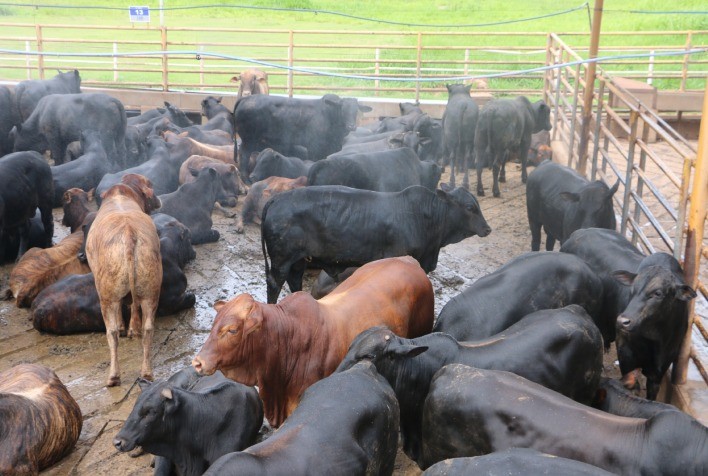 Demanda por animais precoces pode aumentar com novas habilitações da China no MS