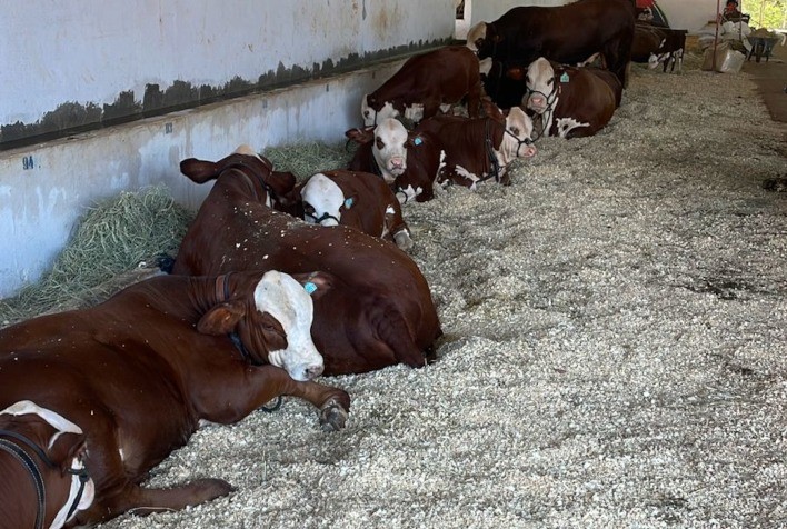 Hereford e Braford batem recorde de inscrições para a Expobel