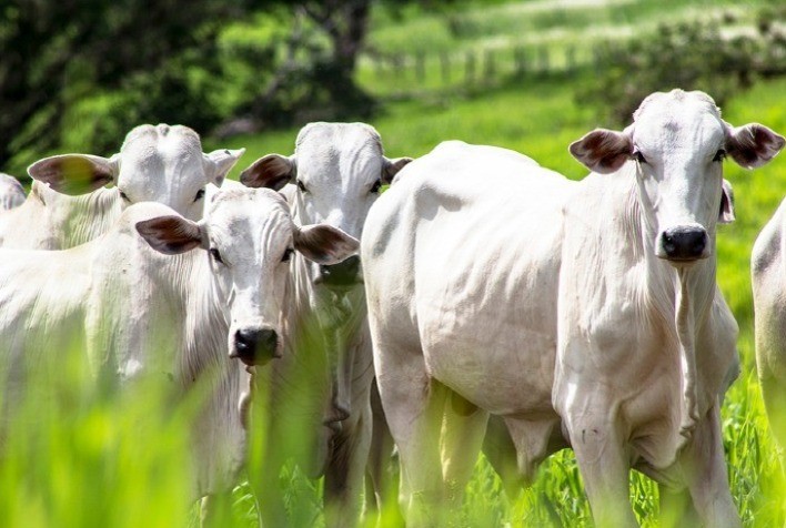 Doenças parasitárias impactam crescimento dos bezerros e provocam pesados prejuízos à pecuária