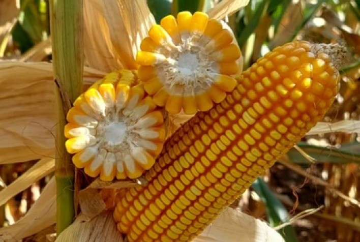 Estudos da LongPing High-Tech apontam aumento na incidência de Mancha-de-bipolaris nas lavouras