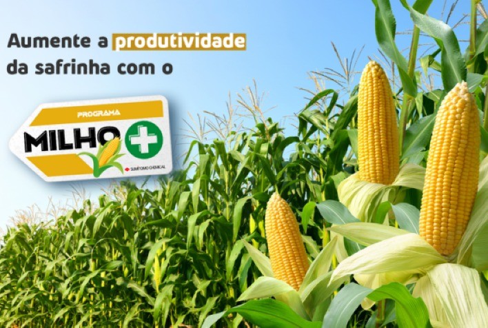 Aumente a produtividade da safrinha com o programa Milho+