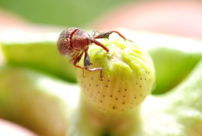 Superpopulação de bicudo-do-algodoeiro é grave ameaça à atual safra de algodão