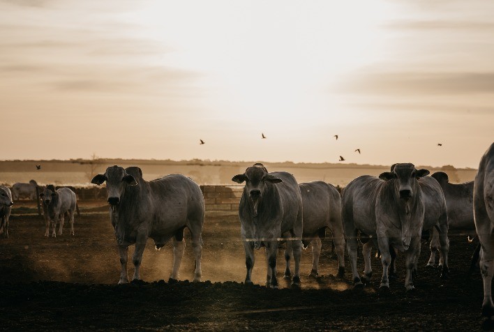 Mercado brasileiro de boi gordo sente pressão de oferta após euforia com habilitações pela China