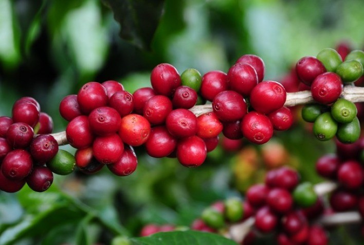 Café inicia semana com valorização em NY e Londres